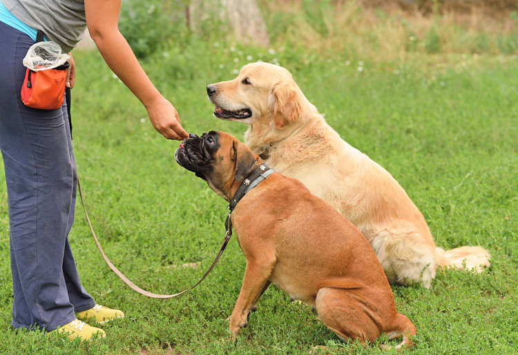 5 Essential Dog Training Products You 